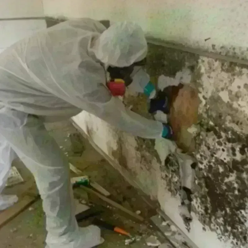 Mold Remediation and Removal in Mullins, SC